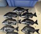 初心者歓迎フカセ釣りで釣れない原因と対策を教えます フカセ釣りで釣れない理由と釣った魚の美味しい食べ方教えます イメージ6