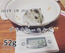 ハムスターの相談に乗ります 薔薇です。お世話になってます。ハムスター飼ってます。 イメージ8