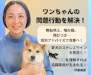 テキスト相談|愛犬の噛み癖など問題行動を解決します 元ペットショップ店員個別アドバイス！愛犬との暮らしを快適に⁠ イメージ1