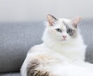 愛しいペットのお気持ちを視て貴方様にお伝えします ペットの気持ち何を想っているか✨ペットロス✨猫ちゃんタロット イメージ3