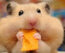 ペットヒーリングします あなたの大事な家族、猫や犬などペット、動物の波動調整に イメージ10