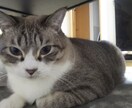 猫をリアルタイムで観察しながら抱き方など学べます 子猫のらる、お姉さん猫ナナ、気まぐれめる、ぽっちゃり猫ふー イメージ2