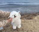 まったり通話ʕ•ᴥ•ʔ♬褒めて応援します お仕事や勉強でお疲れの方を励ましたい！ イメージ1