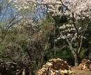 山間部への移住についてなんでも相談にのります 【山間部移住&開業ママ】ちょっと聞きたいアレコレに答えます イメージ1