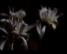 花のおしゃれなオリジナル写真素材を提供します WEBサイト・ロゴ・バナーなどに！4608 x 3456 イメージ1