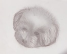 ペットの写真鉛筆画で描きます 大事なペットの似顔絵、リアルに鉛筆画で色紙に描きます イメージ1