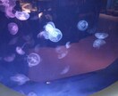画像データ集めます。パグの画像など売ります 素材、ホームページ作成店内装飾、ポスター作成にどうでしょう♪ イメージ1