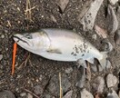釣り初心者の方必見！どんな事でも親身にお答えします 気軽に聞けない事も、細かく丁寧にお伝えします！ イメージ3