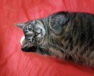 猫ちゃんのお悩みをお聞きします 保護猫と楽しく暮らすヒントをお教えします イメージ4