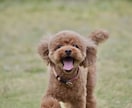 愛犬とのドッグラン等に同行して撮影します 愛犬との楽しい時間を写真に残しませんか？ イメージ5