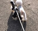 わんちゃんお悩み相談解決します 愛犬のトレーニング、しつけでお困りなこと解決します！ イメージ1
