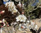 あなたに合った効果・効能のハーブや植物を教えます 身体の不調を軽減させるようなハーブや花などを提案！ イメージ2