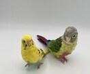 リアルで可愛いペットのインコ人形を作成します 大事なペットちゃんを和紙で可愛く作ります！ イメージ5