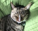 わんちゃん、ねこちゃんの相談乗ります 動物看護師がわんちゃん、ねこちゃんのお悩み相談乗ります！ イメージ3