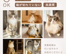 大切なペットと作る♪世界で一つの婚姻届を作成します お名前＋入籍日＋ペット写真入り＊選べるデザイン イメージ7