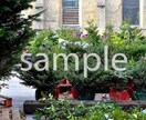 クリスマスの時期に使えそうな写真７枚提供します クリスマスツリー(もみの木)マーケット編 イメージ1