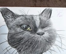 猫の似顔絵描きます 色鉛筆画で写真そっくりに描きます。 イメージ2
