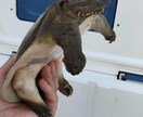 カメ飼育についてアドバイスします カメさんと暮らす為のルールを伝授します イメージ2