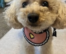 犬のしつけやサロンでのお悩みにお答えします 現役トリマーより！サロンのスタイルや無駄吠え悩んでませんか？ イメージ7