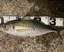 釣りを始めたいあなたのお悩み聞きます 釣りを始めたいけど店員さんに質問しにくい内容、聞いて下さい イメージ1