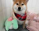 雑談・相談・愚痴・話し相手になります 楽しいおしゃべりがいい？あいづちだけがいい？ イメージ3