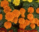 画像付き約2500字ブログ記事3000円で承ります 植物関連に特化した高品質の記事を提供いたします イメージ2