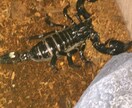 飼い方の載ってない虫や爬虫類の飼い方教えます ネットで探しても無いような虫や爬虫類その他諸々の飼育など！ イメージ4
