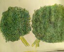 野菜のイラスト、葉の部分の表現　教えてます 初心者向けです。色鉛筆がです。特に緑色の葉野菜おすすめです。 イメージ1