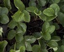 家庭菜園の花壇作りから有機栽培のアドバイスします 新米有機栽培農家ですが、皆さんで庭に「ボタジェ」をりましょう イメージ4