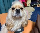 心の悩みなんでもお伺いします 不登校、子供が理解出来るまで話し合いました。 イメージ2