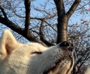 ペットと家族の日常を自然に撮影します スマホだからこそ撮れる、自然な家族の時間を残します イメージ5