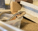 初心者向けトカゲの飼い方・触れ合い方を教えます 学校で専門教育を受けた私が教えます。 イメージ3