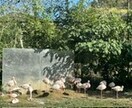 動物園の写真　【先着5名】　5→10枚提供します 商用利用OK！掲載写真全て、各種画像・動画に使えます！ イメージ8