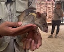 カンボジア旅行に関する質問に何でもお答えします アンコールワット観光からローカル体験、観光ルートまで相談OK イメージ6
