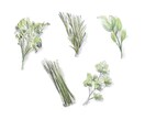 繊細な植物・果物・野菜のイラストを描きます みずみずしく印象に残るイラストです。 イメージ2