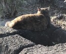 話だけ聞いて欲しい方、なんでも聞きます 会話なし、電話なし、アドバイスなし、秘密厳守でお聞きします イメージ1