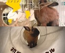 切り抜き動画編集します カット/BGM/SE/テロップ対応も可能 イメージ2