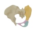 解剖学用の3Dブレンダー教材購入できます 解剖学を3Dでわかりやすく教えたい方　発信したい方 イメージ10