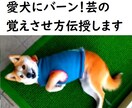 愛犬にバーン！芸の覚えさせ方伝授します あなたの愛犬が「バーン！」の掛け声と合図で倒れてくれたら イメージ1
