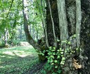 登山、キャンプ、バーベキューの計画をします 今までに行ってよかった山、キャンプ場、観光地をオススメします イメージ5