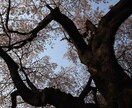 あなたの心に残るフォトをお届けします 自然体を生かし、一枚の写真で人の心を動かす写真家 イメージ4