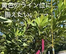 庭木のお手入れ方法を写真でアドバイスします 経験30年、1級造園施工管理技士の女性庭師が丁寧にアドバイス イメージ3