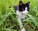 うつ病や双極性障害に悩む方などの心のケアをします ストレスは言葉を発する口から抜けていていきます。 イメージ4