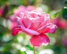 あなたに花を咲かせるヒーリングをします あなただけの花を。オーラの花を育てましょう。 イメージ1