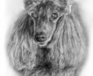 動物・写真から感動の一枚を制作します 「大切な家族の“今”を一枚の絵に」 イメージ9