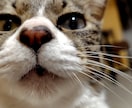 がちも！かまちょも！聞きます 誰かと話したいときってありせんか？ イメージ1