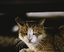 写真を“あなた好みの雰囲気”に整えます SNSやプロフィール写真を自然に魅せたい方へ イメージ3
