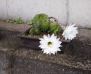 悩んでいる・心、精神的に弱っている人のお話ききます なんでも構いません、わたしに吐き出してください イメージ4