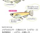 熱帯魚、メダカの初心者の方の、飼育サポートします これから熱帯魚、メダカの飼育を始めたい方 イメージ1