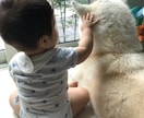 犬と赤ちゃんの暮らしの現実教えます 犬と赤ちゃんとの暮らしって実際どう？大変？幸せ？ イメージ1